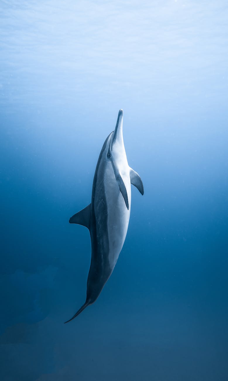 specie di delfini