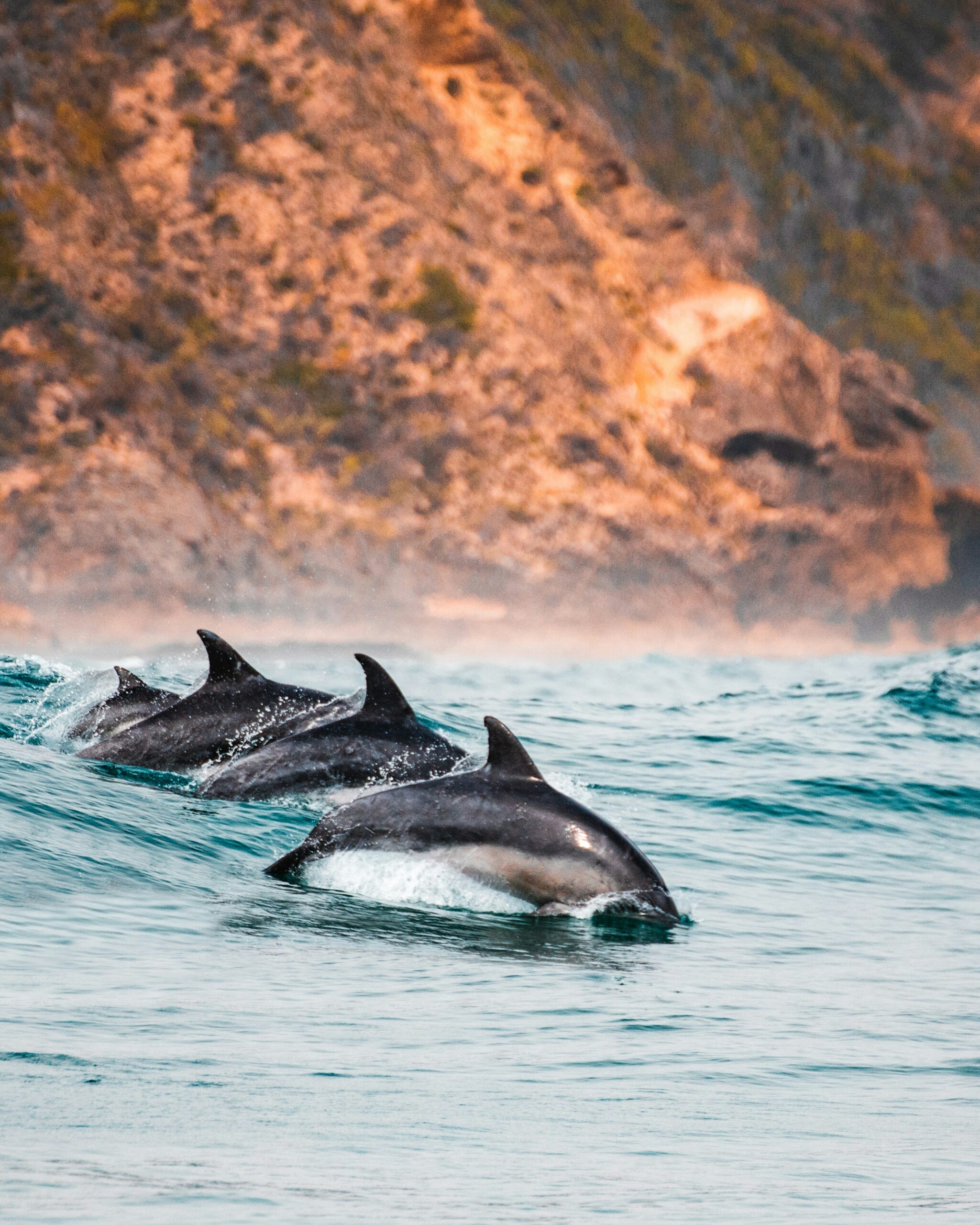 habitat dei delfini